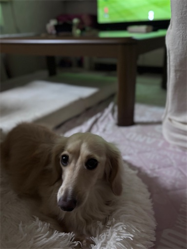 f:id:renkunno:20260720081837j:image