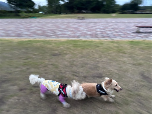 f:id:renkunno:20260730083525j:image f:id:renkunno:20260730083525j:image