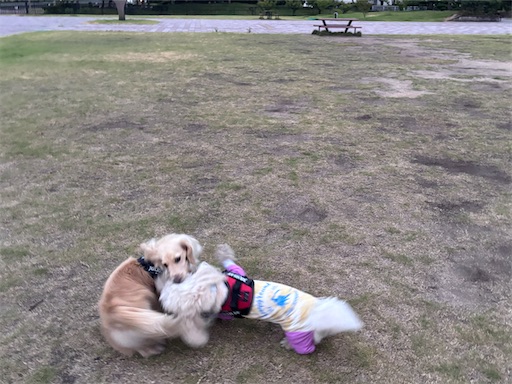 f:id:renkunno:20260730083528j:image f:id:renkunno:20260730083528j:image