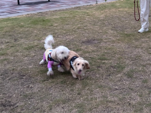 f:id:renkunno:20260730083531j:image f:id:renkunno:20260730083531j:image