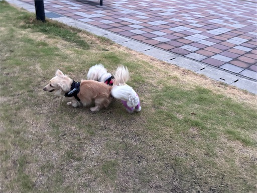 f:id:renkunno:20260730083603j:image f:id:renkunno:20260730083603j:image