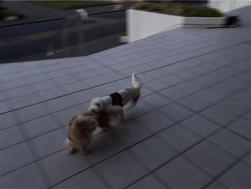 f:id:renkunno:20260917112758j:image