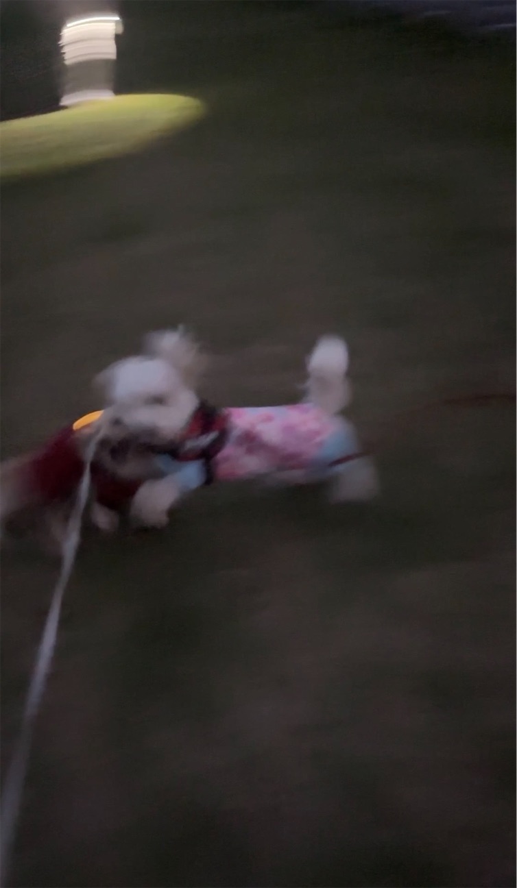 f:id:renkunno:20260925091006j:image
