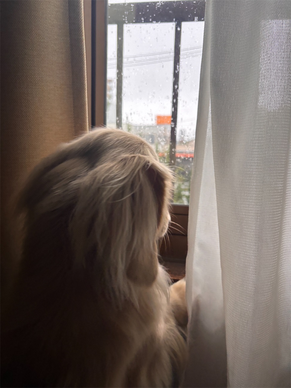 f:id:renkunno:20260928090905j:image