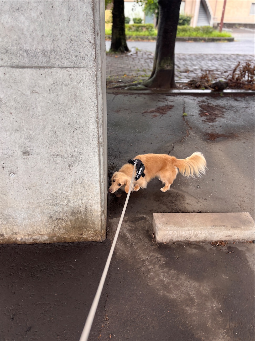 f:id:renkunno:20260928161126j:image