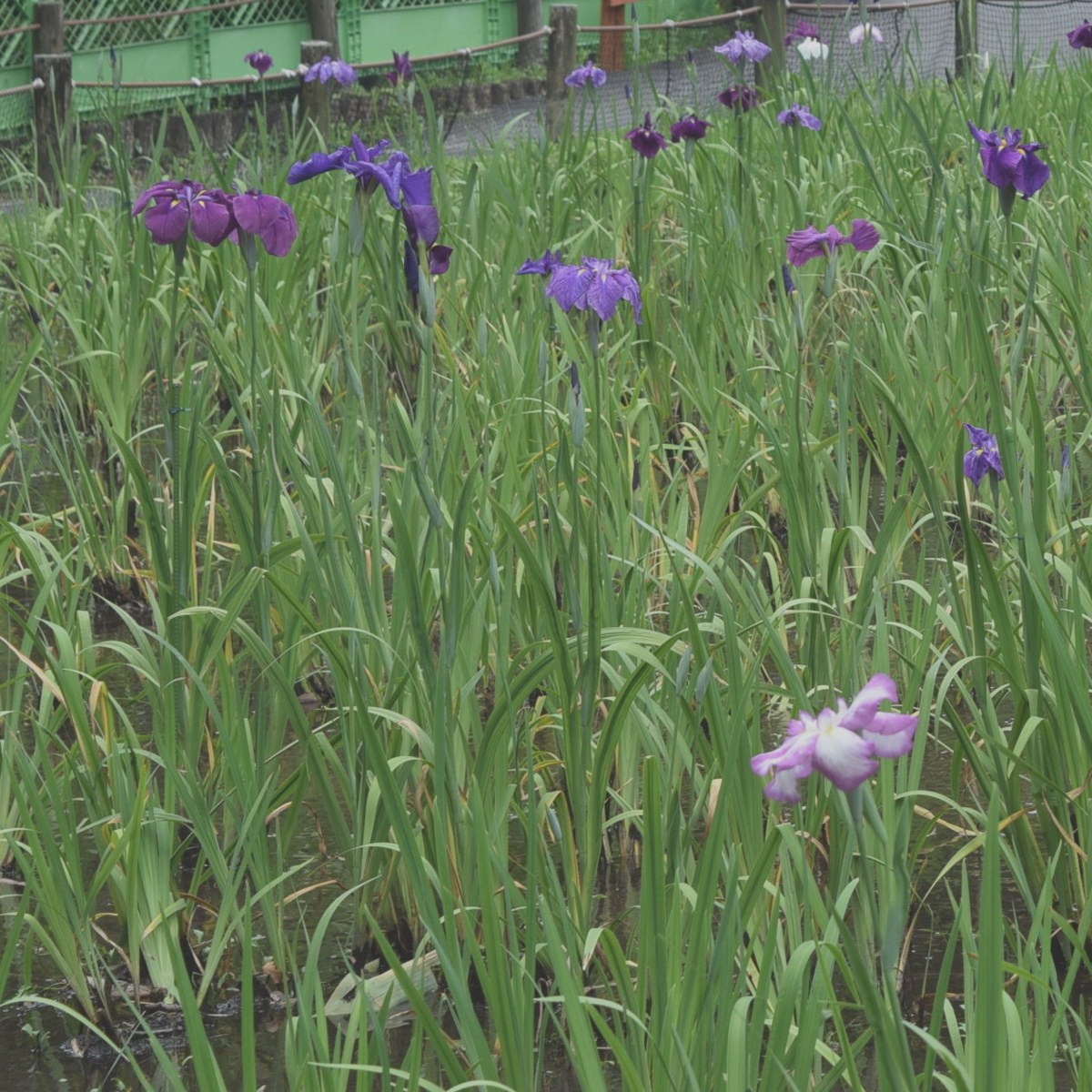 f:id:rennconn:20200629125219p:plain