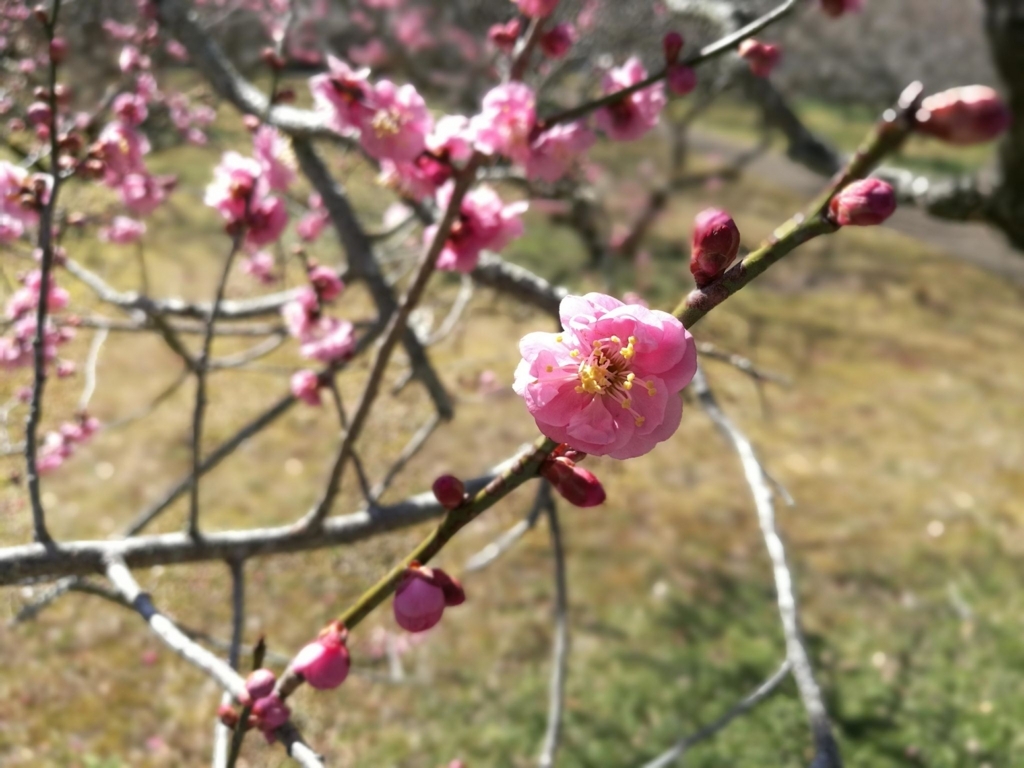 f:id:reo-lab:20180308081445j:plain