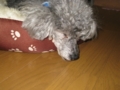 20111220192829