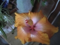 20120105090537