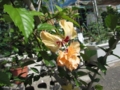 20120719082903