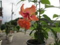 20120720080753