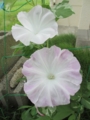 20120721073654