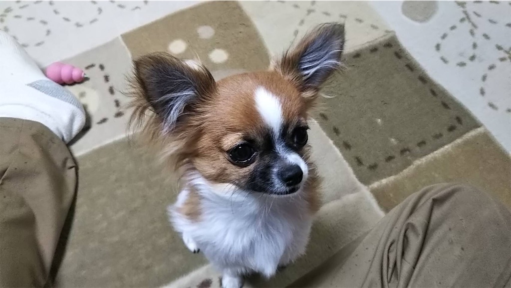 狂犬病予防接種 前夜 Rabies Shot Eve バンコクでチワワ生活 Chihuahua Life In Bangkok
