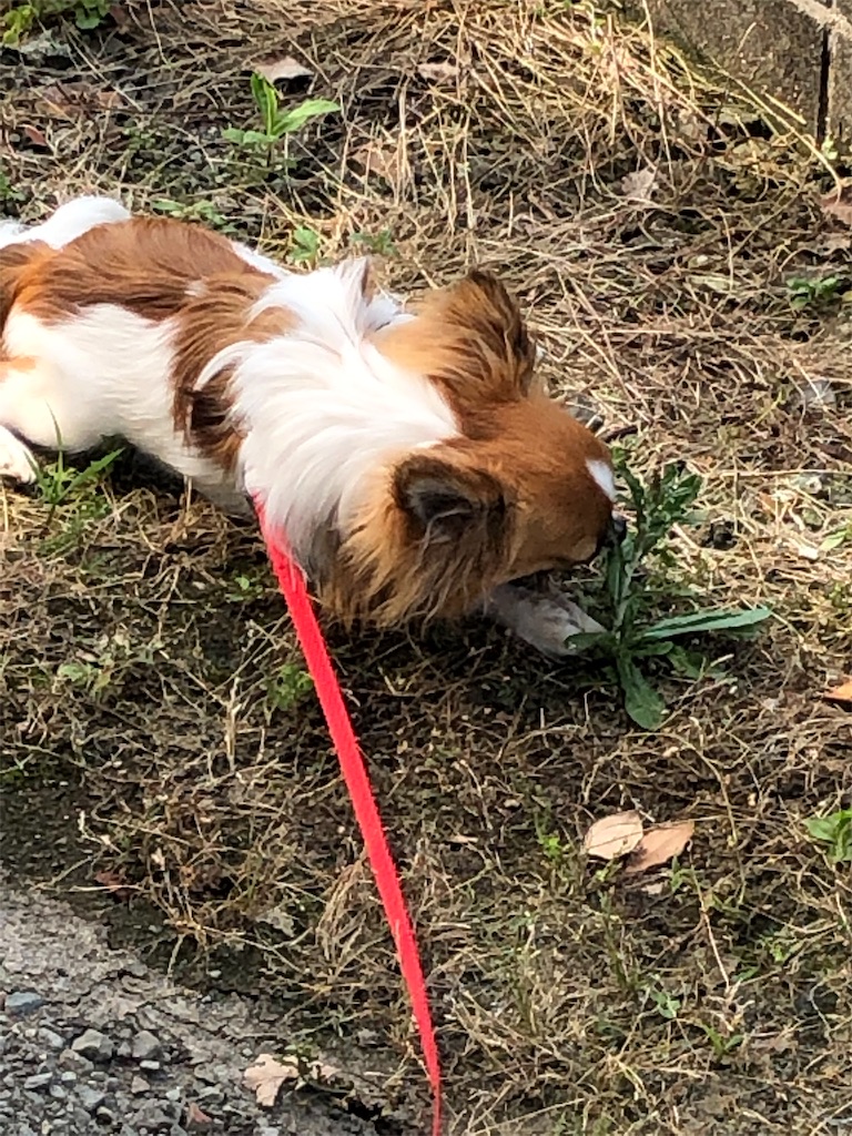 f:id:reoandmama:20190606084340j:image f:id:reoandmama:20190606084340j:image