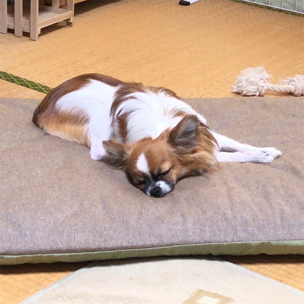 f:id:reoandmama:20190725144055j:image f:id:reoandmama:20190725144055j:image