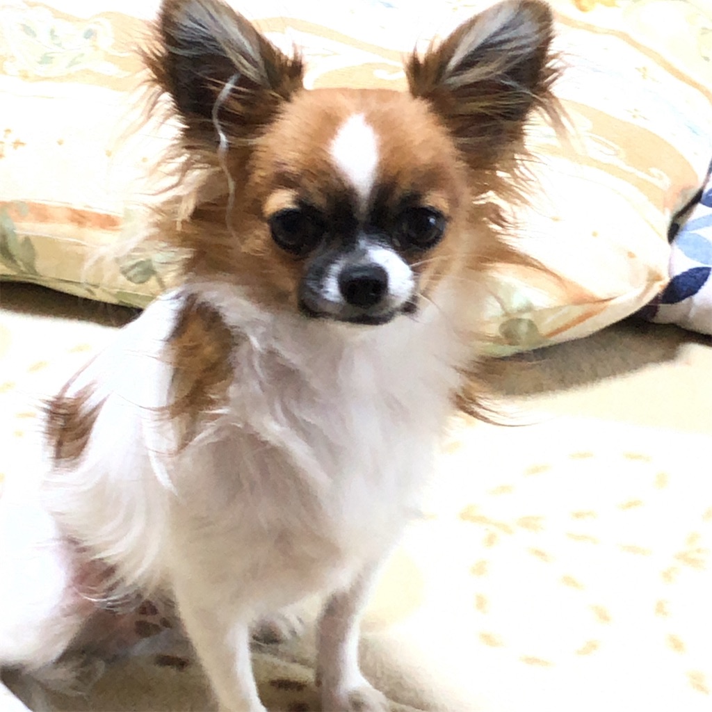 f:id:reoandmama:20190823215924j:image f:id:reoandmama:20190823215924j:image