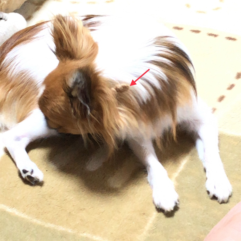 f:id:reoandmama:20190823220628j:image f:id:reoandmama:20190823220628j:image
