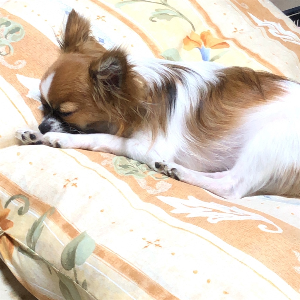 f:id:reoandmama:20190829110857j:image f:id:reoandmama:20190829110857j:image