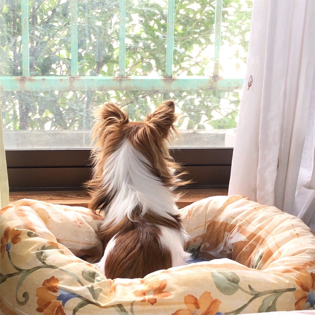 f:id:reoandmama:20190829111306j:image f:id:reoandmama:20190829111306j:image
