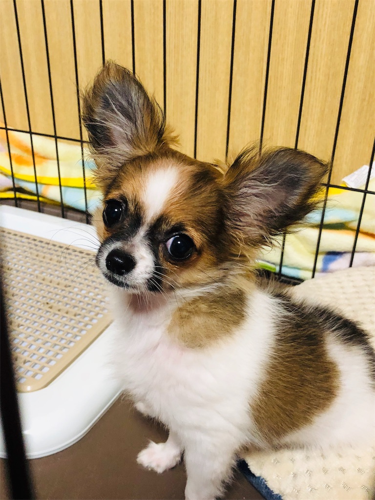 f:id:reoandmama:20191223093711j:image f:id:reoandmama:20191223093711j:image