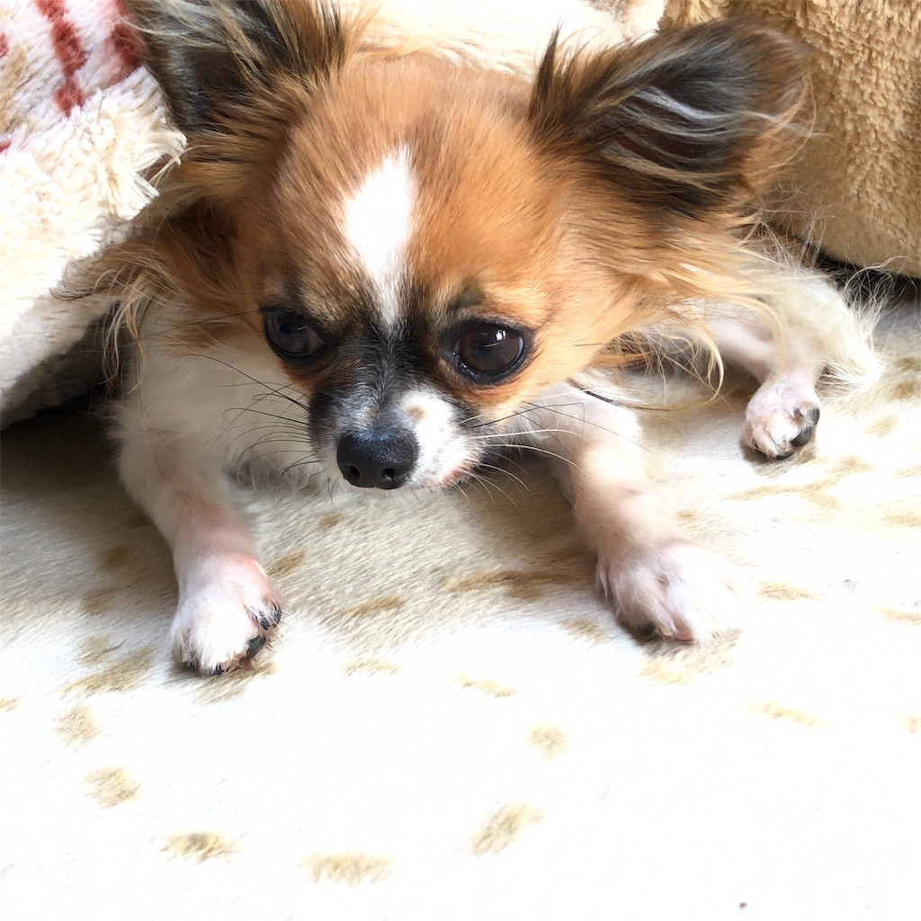 f:id:reoandmama:20191223093854j:image f:id:reoandmama:20191223093854j:image