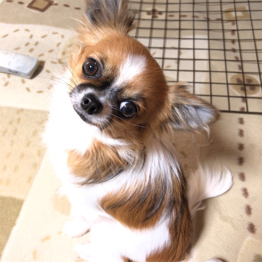 f:id:reoandmama:20191224095813j:image f:id:reoandmama:20191224095813j:image