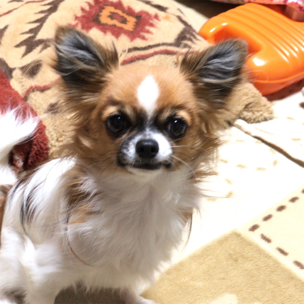 f:id:reoandmama:20200115110935j:image f:id:reoandmama:20200115110935j:image