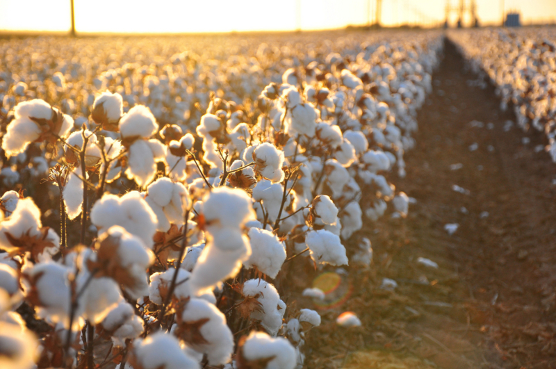 Cotton Harvest