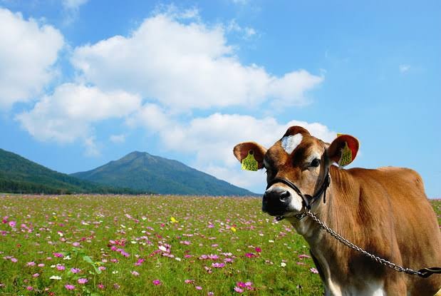 f:id:reon-kun:20250622111045j:image