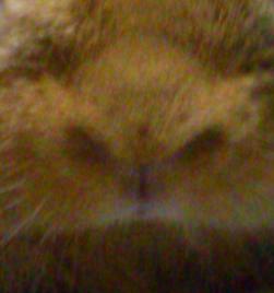 うさぎさんが鼻をヒクヒクさせる理由とは うさぎさんを大好きなブログ うさぎさんが鼻をヒクヒクさせる理由とは うさぎさんを大好きなブログ