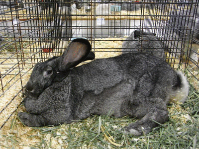 フレミッシュジャイアント ビックリするほど巨大なウサギさん うさぎさんを大好きなブログ