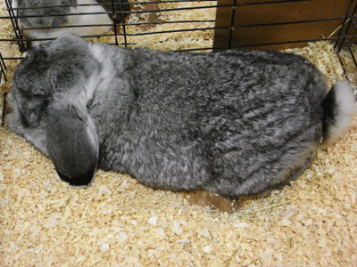 フレンチロップ 大型でかわいらしい垂れ耳のウサギさん うさぎさんを大好きなブログ