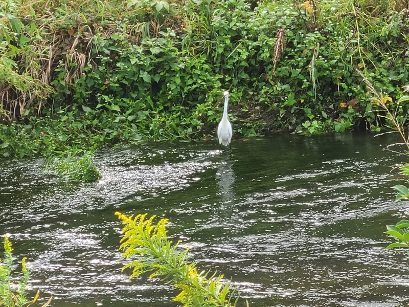 f:id:reon5653desu:20201011163234j:plain