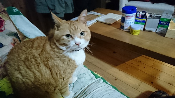 f:id:reonmanma:20190210173945j:plain f:id:reonmanma:20190210173945j:plain