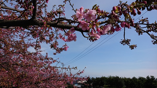 f:id:reonmanma:20190218135211j:plain
