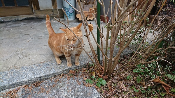 f:id:reonmanma:20190218162126j:plain