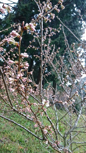 f:id:reonmanma:20190310130709j:plain f:id:reonmanma:20190310130709j:plain