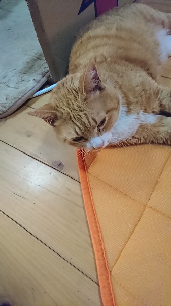 f:id:reonmanma:20190401161518j:plain