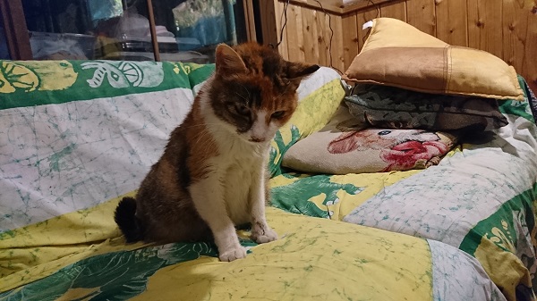 f:id:reonmanma:20190403174330j:plain f:id:reonmanma:20190403174330j:plain