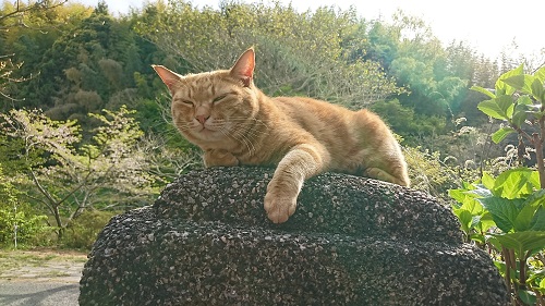 f:id:reonmanma:20190416155601j:plain f:id:reonmanma:20190416155601j:plain
