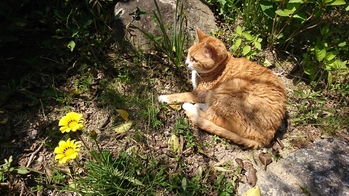 f:id:reonmanma:20190505132233j:plain f:id:reonmanma:20190505132233j:plain