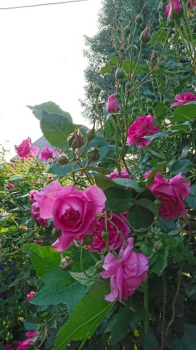 f:id:reonmanma:20190512174617j:plain f:id:reonmanma:20190512174617j:plain