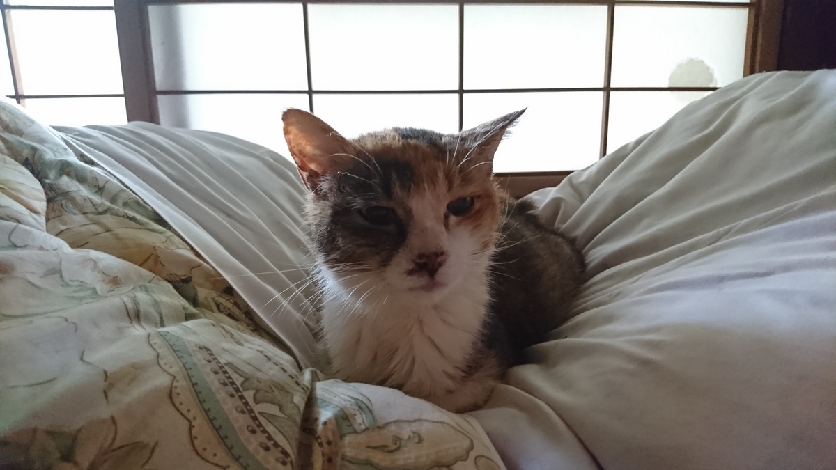 f:id:reonmanma:20190606160408j:plain f:id:reonmanma:20190606160408j:plain