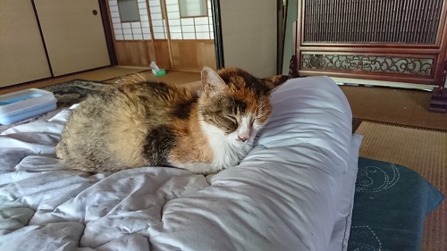 f:id:reonmanma:20190620145421j:plain f:id:reonmanma:20190620145421j:plain