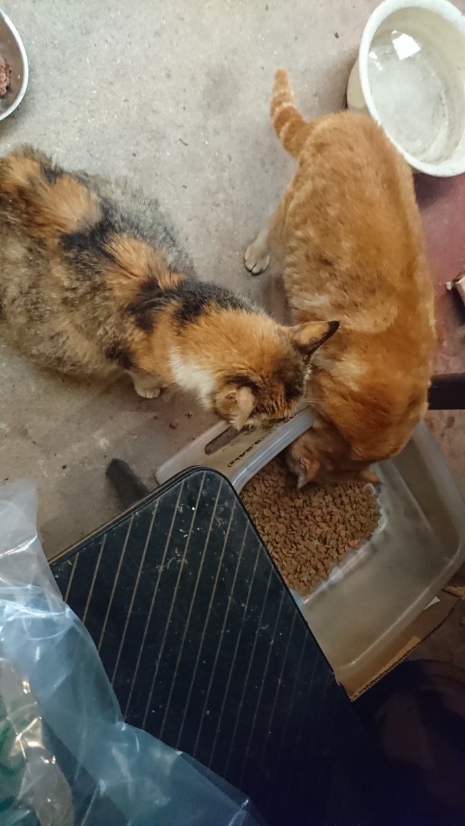 f:id:reonmanma:20190701164453j:plain f:id:reonmanma:20190701164453j:plain