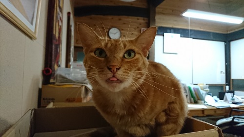 f:id:reonmanma:20190811134708j:plain f:id:reonmanma:20190811134708j:plain