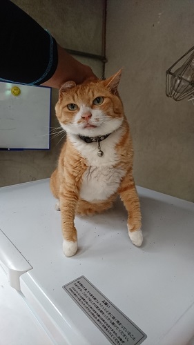 f:id:reonmanma:20190811134851j:plain f:id:reonmanma:20190811134851j:plain