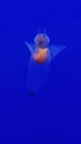 f:id:reonmanma:20190907141617j:plain f:id:reonmanma:20190907141617j:plain