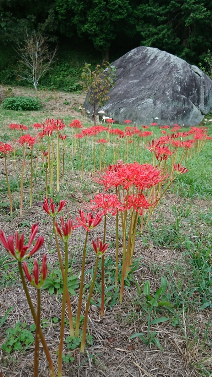 f:id:reonmanma:20190927172437j:plain f:id:reonmanma:20190927172437j:plain