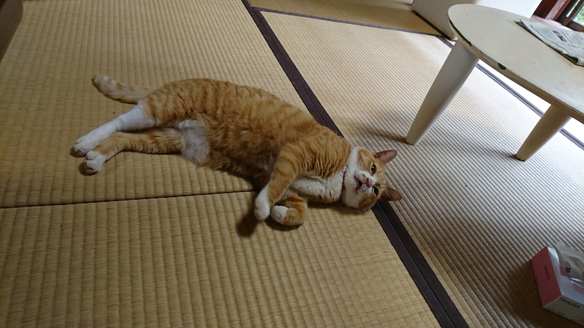 f:id:reonmanma:20190928081133j:plain f:id:reonmanma:20190928081133j:plain